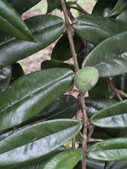 Myrciaria glazioviana
