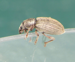 Polydrusus marginatus