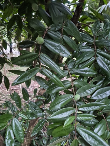 Myrciaria glazioviana, photograph 2