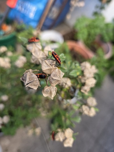 European Firebug