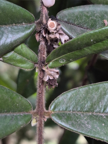 Myrciaria glazioviana, photograph 3