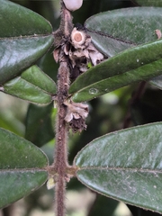 Myrciaria glazioviana, photograph author not stated, no rights reserved