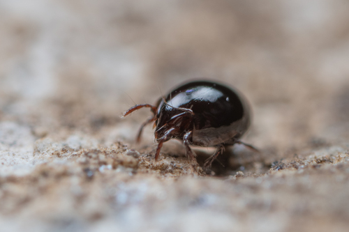 Euzetes globulus