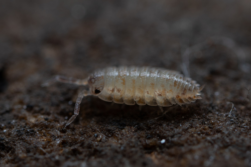 Common Rough Woodlouse