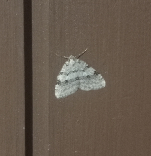Autumnal Moth