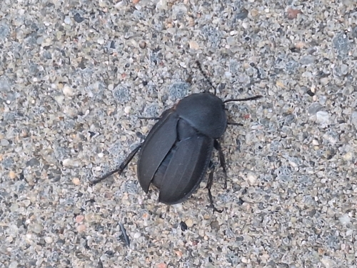 Obscure Carrion Beetle