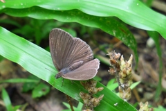 Hermeuptychia sosybius