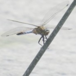 Black-tailed Skimmer
