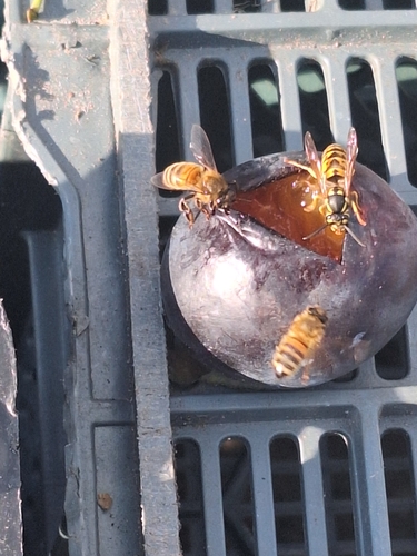 German Yellowjacket