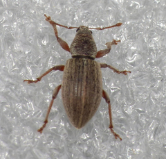 Polydrusus marginatus