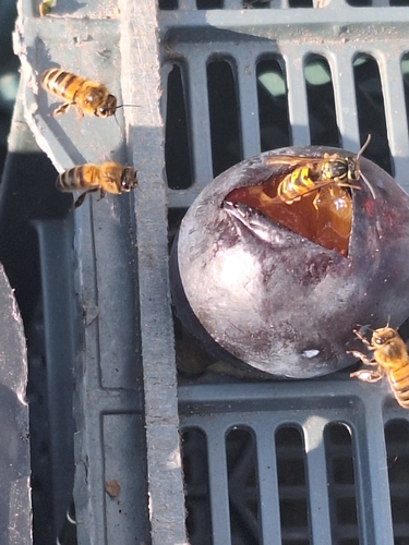 Western Honey Bee