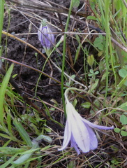 Brodiaea terrestris terrestris