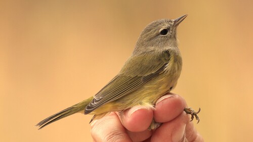 Orange-crowned Warbler