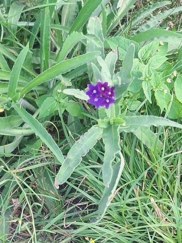 common alkanet