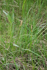 Carex riparia