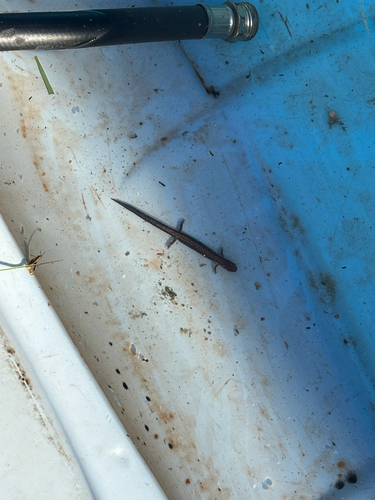 Eastern Red-backed Salamander