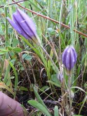 Brodiaea terrestris terrestris
