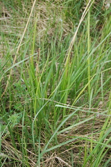 Carex riparia