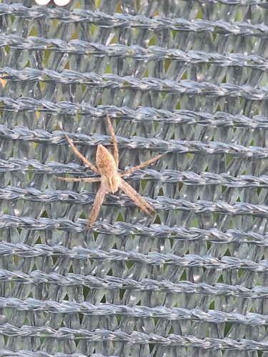 European Nursery Web spider