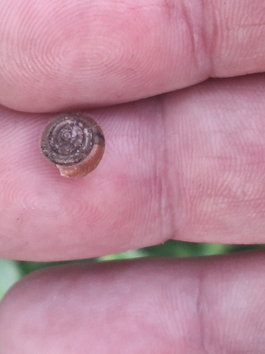 Hairy Snail