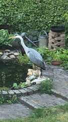 Ardea cinerea