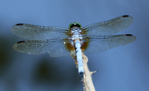 Blue Dasher