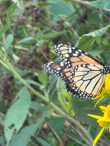 Monarch