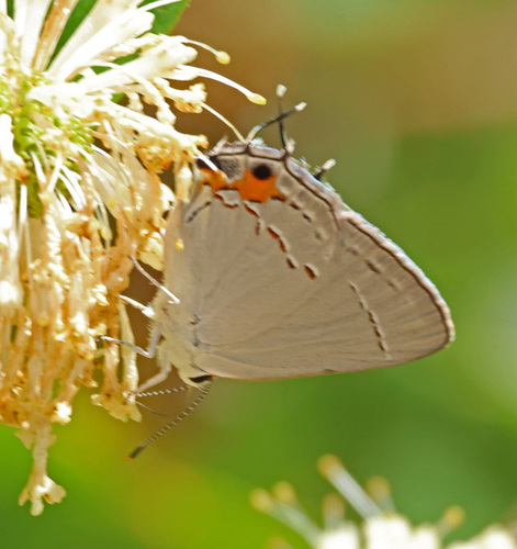 Gray Hairstreak