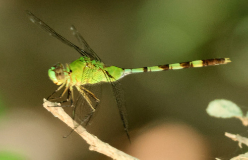 Great Pondhawk