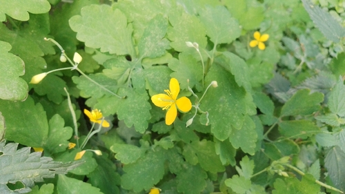 Greater celandine