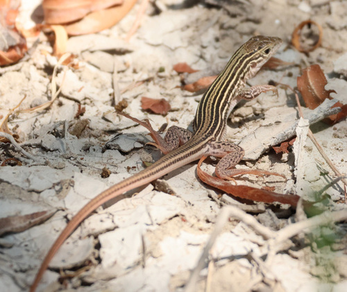 Common Spotted Whiptail