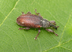 Bradybatus kellneri