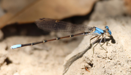 Blue-fronted Dancer