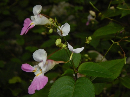 Kashmir Balsam
