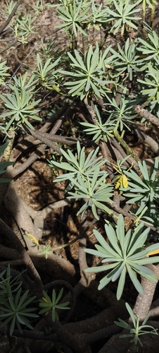 milky spurge