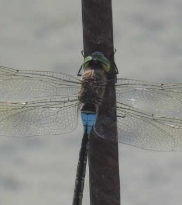 Lesser Emperor
