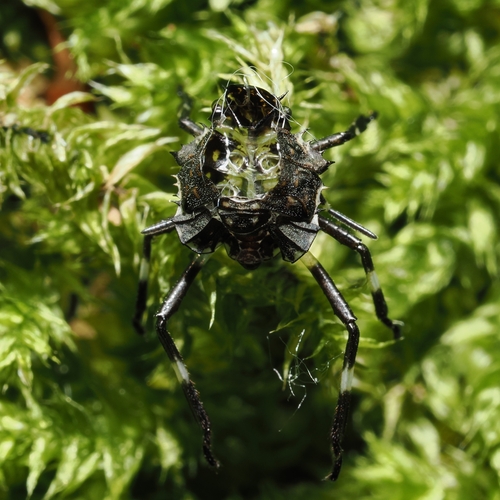 Brown Marmorated Stink Bug