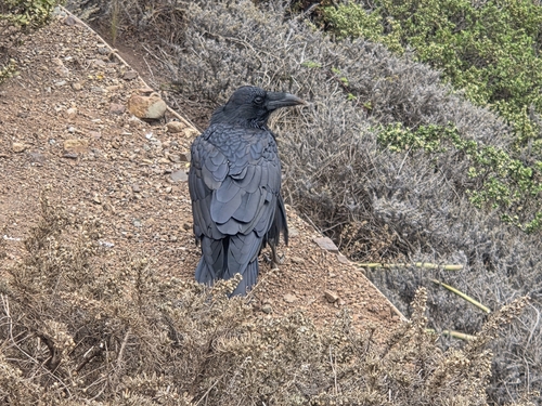 Common Raven observed by sfong82