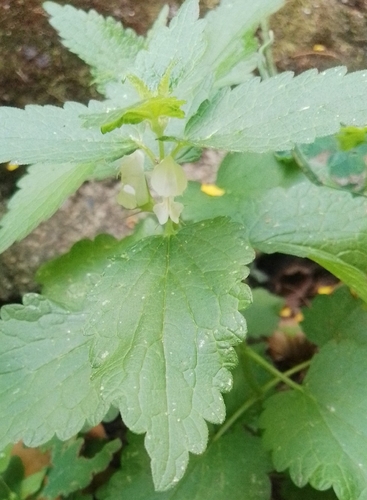 White deadnettle