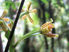 Prosthechea vespa