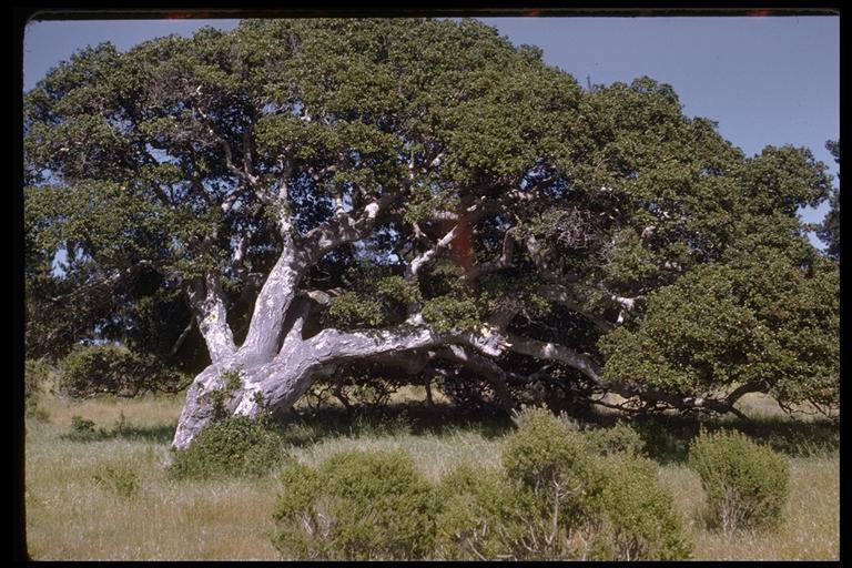 Ядовитый дуб. Quercus agrifolia. Калифорнийский дуб. Quercus wislizeni.