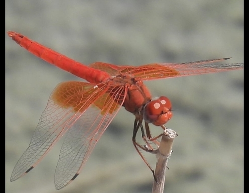 Orange-winged Dropwing