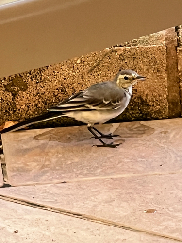 White Wagtail
