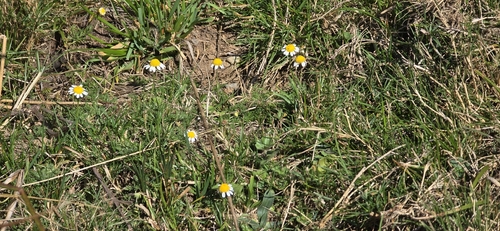 German Chamomile