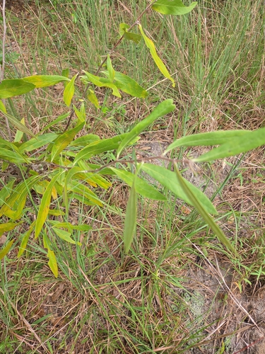 slimleaf pawpaw
