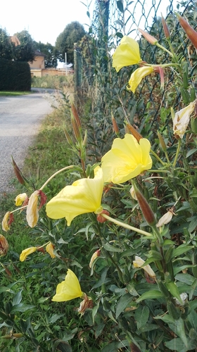 Large-flowered Evening-primrose