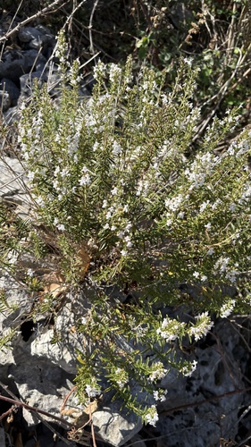 Winter Savory