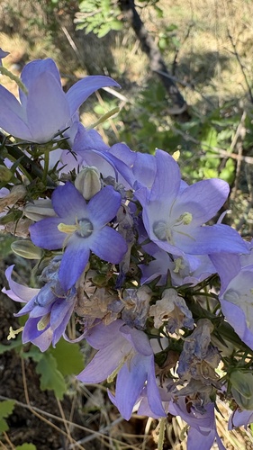 Chimney Bellflower