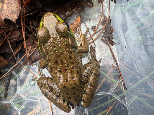 Green Frog observed by ncaruana1
