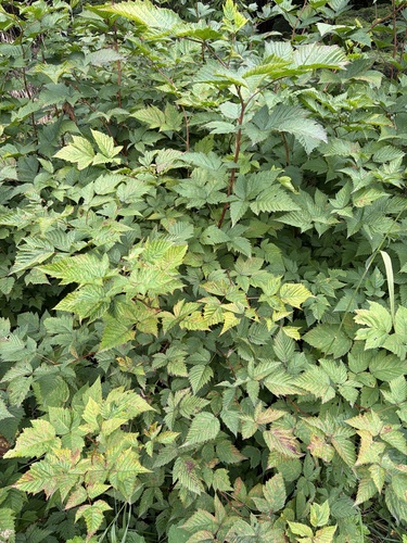 Salmonberry